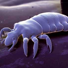 Up close picture of a louse